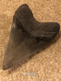 4 INCH Large Megalodon Tooth Original