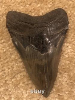 4 INCH Large Megalodon Tooth Original