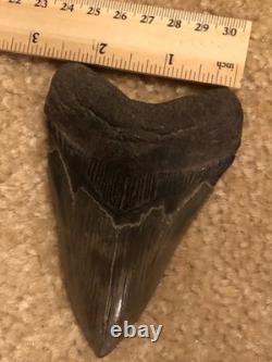 4 INCH Large Megalodon Tooth Original