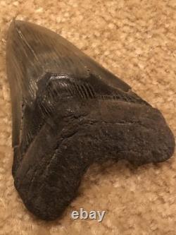 4 INCH Large Megalodon Tooth Original
