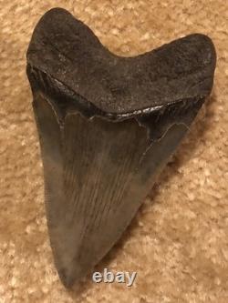 4 INCH Large Megalodon Tooth Original