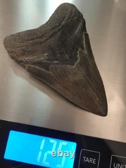 4 INCH Large Megalodon Tooth Original