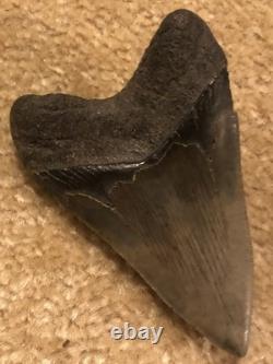 4 INCH Large Megalodon Tooth Original