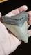 4 Inch Megalodon Ancient Shark Tooth Fossil South Carolina