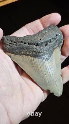 4 Inch Megalodon Ancient Shark Tooth Fossil South Carolina