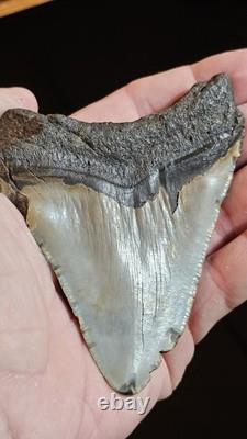 4 Inch Megalodon Ancient Shark Tooth Fossil South Carolina