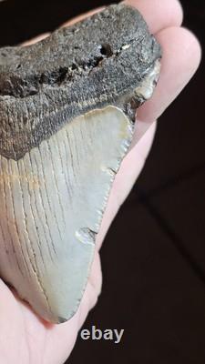 4 Inch Megalodon Ancient Shark Tooth Fossil South Carolina