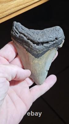 4 Inch Megalodon Ancient Shark Tooth Fossil South Carolina