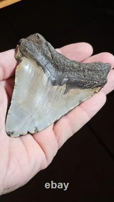 4 Inch Megalodon Ancient Shark Tooth Fossil South Carolina