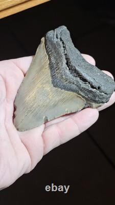 4 Inch Megalodon Ancient Shark Tooth Fossil South Carolina