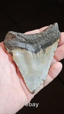 4 Inch Megalodon Ancient Shark Tooth Fossil South Carolina