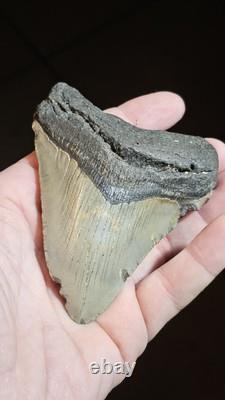 4 Inch Megalodon Ancient Shark Tooth Fossil South Carolina