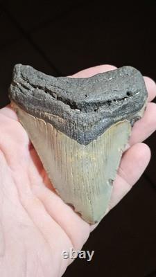 4 Inch Megalodon Ancient Shark Tooth Fossil South Carolina