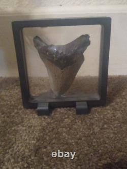 4 Inch Real Megalodon Shark Tooth Big Fossil Giant Genuine Meg