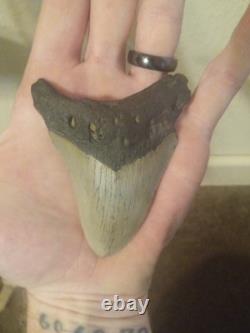 4 Inch Real Megalodon Shark Tooth Big Fossil Giant Genuine Meg