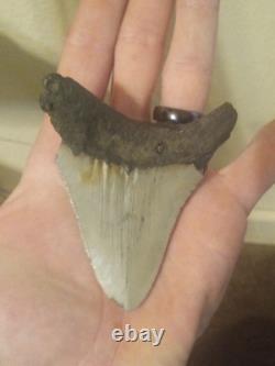 4 Inch Real Megalodon Shark Tooth Big Fossil Giant Genuine Meg