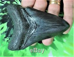 4 Inch Real Megalodon Shark Tooth Big Fossil Giant Genuine Serrated Teeth Meg