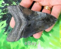 4 Inch Real Megalodon Shark Tooth Big Fossil Giant Genuine Serrated Teeth Meg