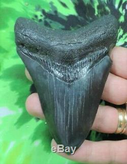 4 Inch Real Megalodon Shark Tooth Big Fossil Giant Genuine Serrated Teeth Meg