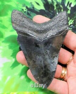 4 Inch Real Megalodon Shark Tooth Big Fossil Giant Genuine Serrated Teeth Meg