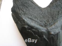 4 Inch Real Megalodon Shark Tooth Big Fossil Giant Genuine Serrated Teeth Meg