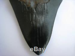 4 Inch Real Megalodon Shark Tooth Big Fossil Giant Genuine Serrated Teeth Meg