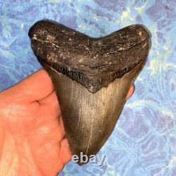 4 Inch Real Megalodon Shark Tooth Collector Fossil Big Grade A Serrated Nice Meg
