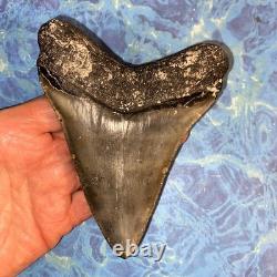 4 Inch Real Megalodon Shark Tooth Collector Fossil Big Grade A Serrated Nice Meg