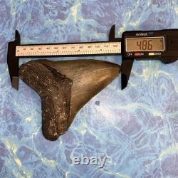 4 Inch Real Megalodon Shark Tooth Collector Fossil Big Grade A Serrated Nice Meg