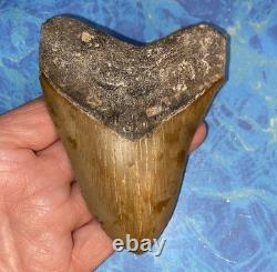 4 Inch Real Megalodon Shark Tooth Collector Fossil Big Grade A Serrated Nice Meg