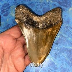 4 Inch Real Megalodon Shark Tooth Collector Fossil Big Grade A Serrated Nice Meg