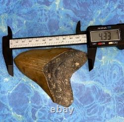 4 Inch Real Megalodon Shark Tooth Collector Fossil Big Grade A Serrated Nice Meg