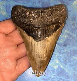 4 Inch Real Megalodon Shark Tooth Collector Fossil Big Grade A Serrated Nice Meg