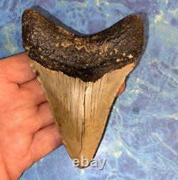 4 Inch Real Megalodon Shark Tooth Collector Fossil Big Grade A Serrated Nice Meg