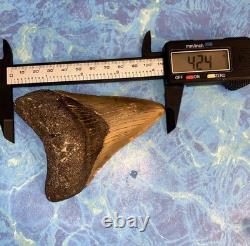 4 Inch Real Megalodon Shark Tooth Collector Fossil Big Grade A Serrated Nice Meg