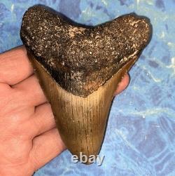4 Inch Real Megalodon Shark Tooth Collector Fossil Big Grade A Serrated Nice Meg 4 Inch Real Megalodon Shark Tooth Collector Fossil Big Grade A Serrated Nice Meg