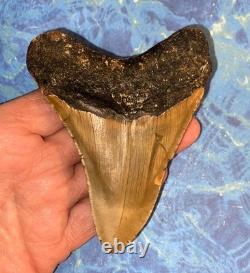 4 Inch Real Megalodon Shark Tooth Collector Fossil Big Grade A Serrated Nice Meg