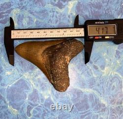 4 Inch Real Megalodon Shark Tooth Collector Fossil Big Grade A Serrated Nice Meg