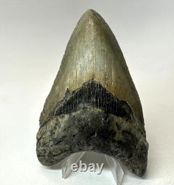 4 Inch Real Megalodon Shark Tooth Collector Fossil Big Grade A Serrated Nice Meg