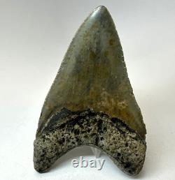 4 Inch Real Megalodon Shark Tooth Collector Fossil Big Grade A Serrated Nice Meg