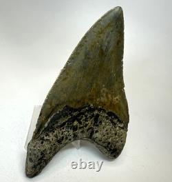 4 Inch Real Megalodon Shark Tooth Collector Fossil Big Grade A Serrated Nice Meg