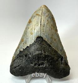 4 Inch Real Megalodon Shark Tooth Collector Fossil Big Grade A Serrated Nice Meg