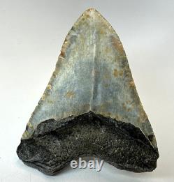 4 Inch Real Megalodon Shark Tooth Collector Fossil Big Grade A Serrated Nice Meg