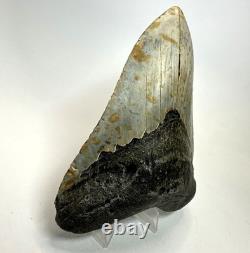 4 Inch Real Megalodon Shark Tooth Collector Fossil Big Grade A Serrated Nice Meg