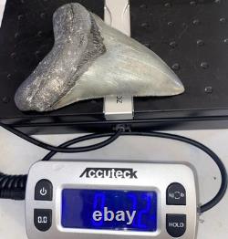 4 Inch Real Megalodon Shark Tooth Collector Fossil Big Grade A Serrated Nice Meg