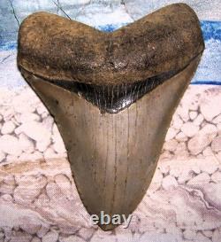 4 Inch Real Megalodon Shark Tooth Collector Fossil Big Grade A Serrated Nice Meg
