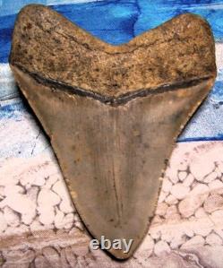 4 Inch Real Megalodon Shark Tooth Collector Fossil Big Grade A Serrated Nice Meg