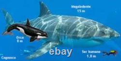 4 Inch Real Megalodon Shark Tooth Collector Fossil Big Grade A Serrated Nice Meg
