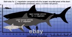 4 Inch Real Megalodon Shark Tooth Collector Fossil Big Grade A Serrated Nice Meg