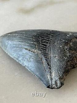4 Inch Real Megalodon Shark Tooth Fossil